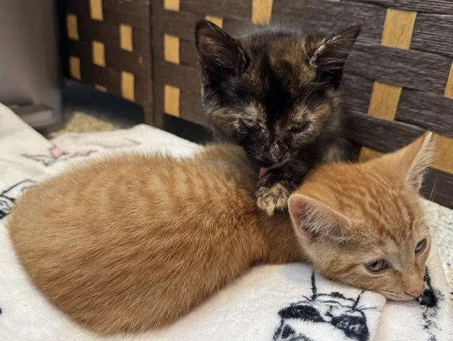 A young medium-sized female Tabby cat named Dinah & Oliver  for adoption in San Luis Obispo, CA