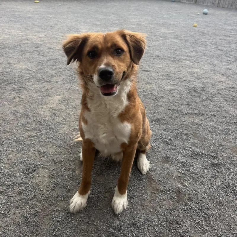 An adult medium-sized male Red / Chestnut / Orange Retriever dog named Bingo for adoption in Quakertown, PA