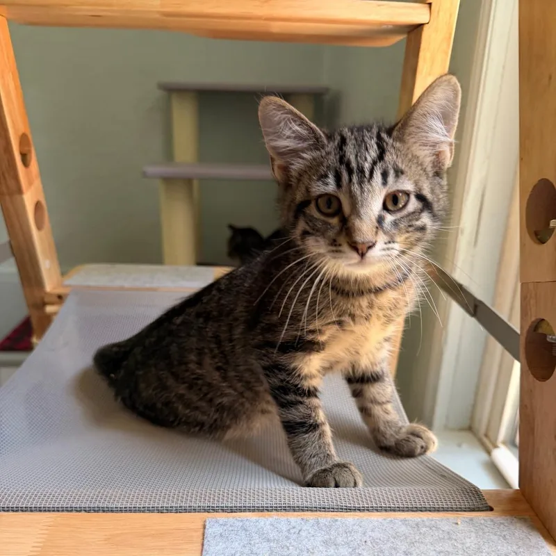 A baby small-sized male Brown / Chocolate Domestic Short Hair cat named Ralph for adoption in Richland, MI