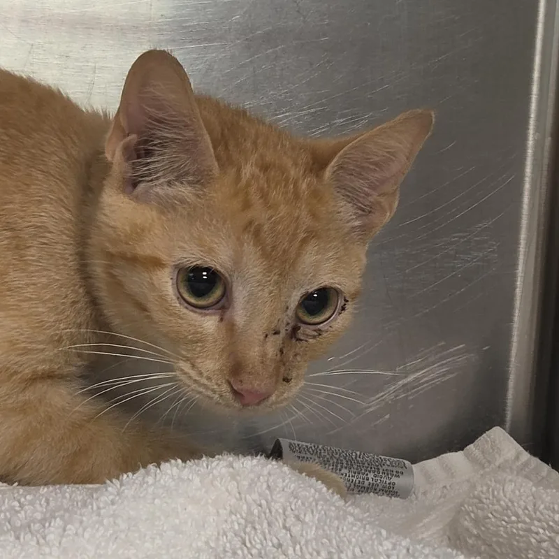 A baby small-sized male Orange / Red Domestic Short Hair cat named Spatula for adoption in Leander, TX