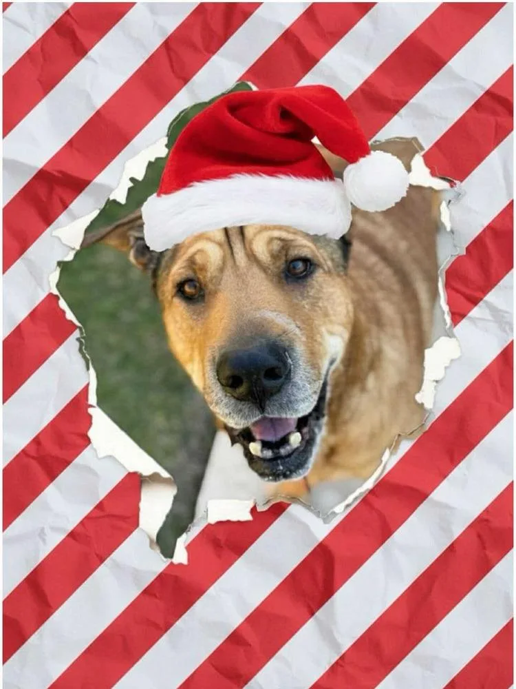 Scout Taylor thumbnail 2