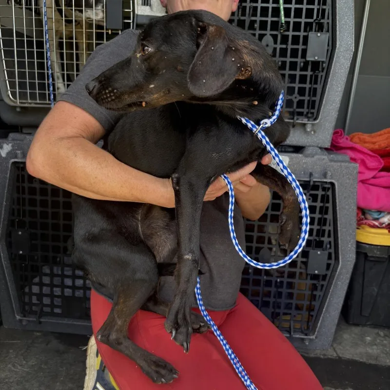 A young medium-sized female Black Mixed Breed dog named Sophie for adoption in Austin, TX