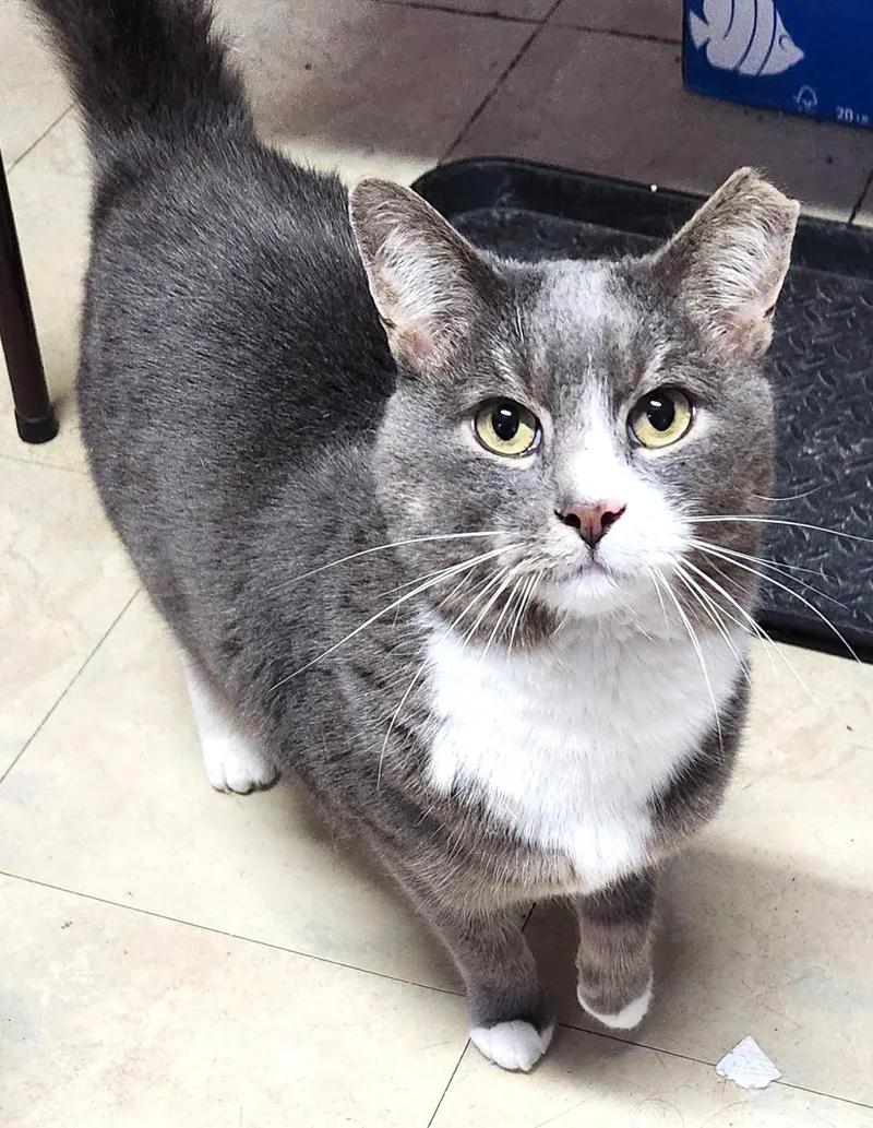 A young medium-sized female Gray & White Domestic Short Hair cat named Chloe for adoption in Peekskill, NY