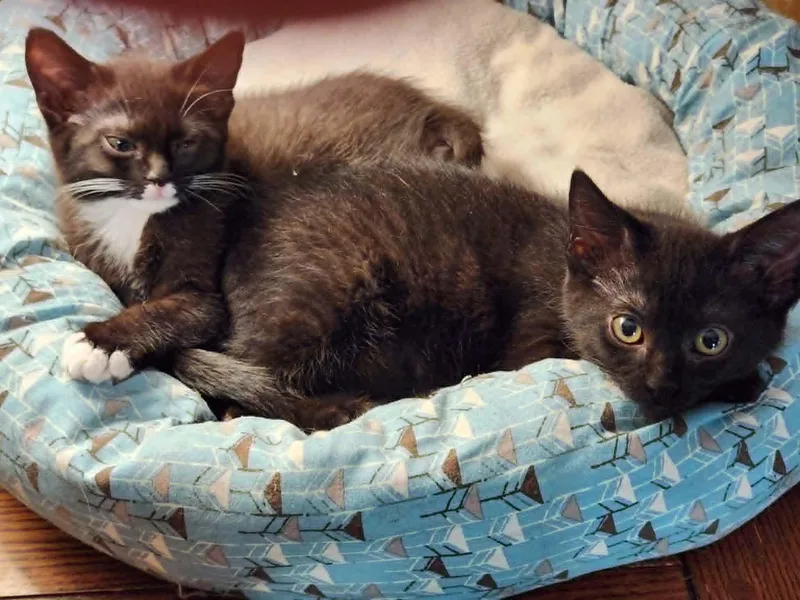 A young medium-sized female Domestic Short Hair cat named Ladybug for adoption in Mansfield, TX