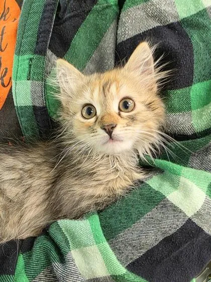 A young small-sized female Domestic Short Hair cat named Noodle for adoption in New Hope, PA