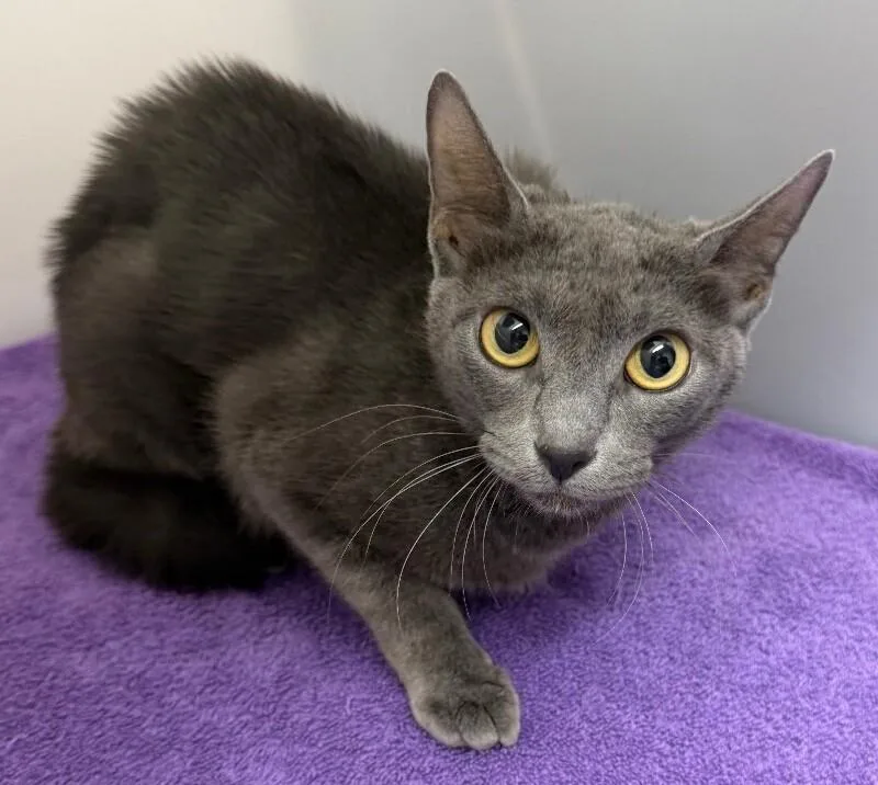 An adult medium-sized female Gray / Blue / Silver Domestic Medium Hair cat named Tugboat for adoption in Katy, TX