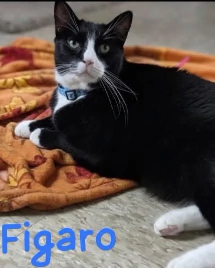 An adult medium-sized male Tuxedo cat named Figaro for adoption in Spring Lake, NJ