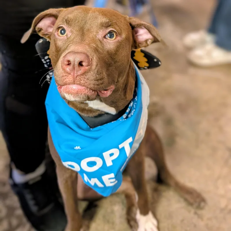 A baby large-sized female Brown / Chocolate Pit Bull Terrier dog named Mary for adoption in New York, NY