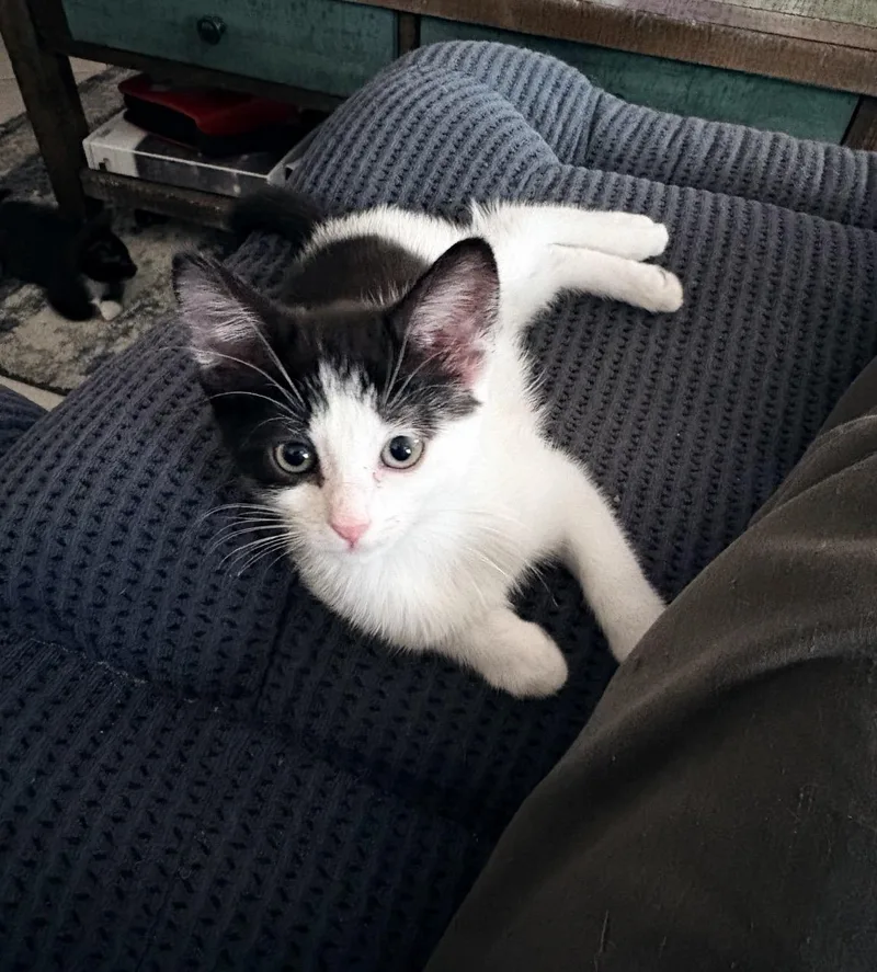 Poppy