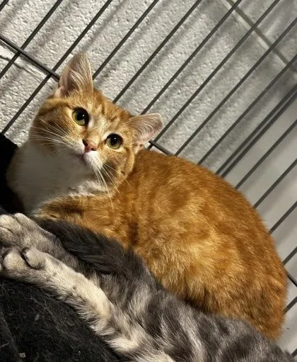 A baby small-sized female Domestic Short Hair cat named Zesty for adoption in Wilkesboro, NC