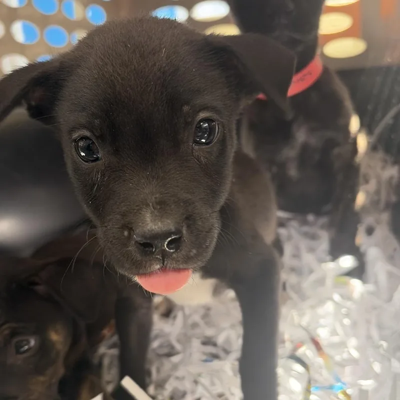 A baby small-sized male Brindle Terrier dog named Stu for adoption in Montgomery, AL