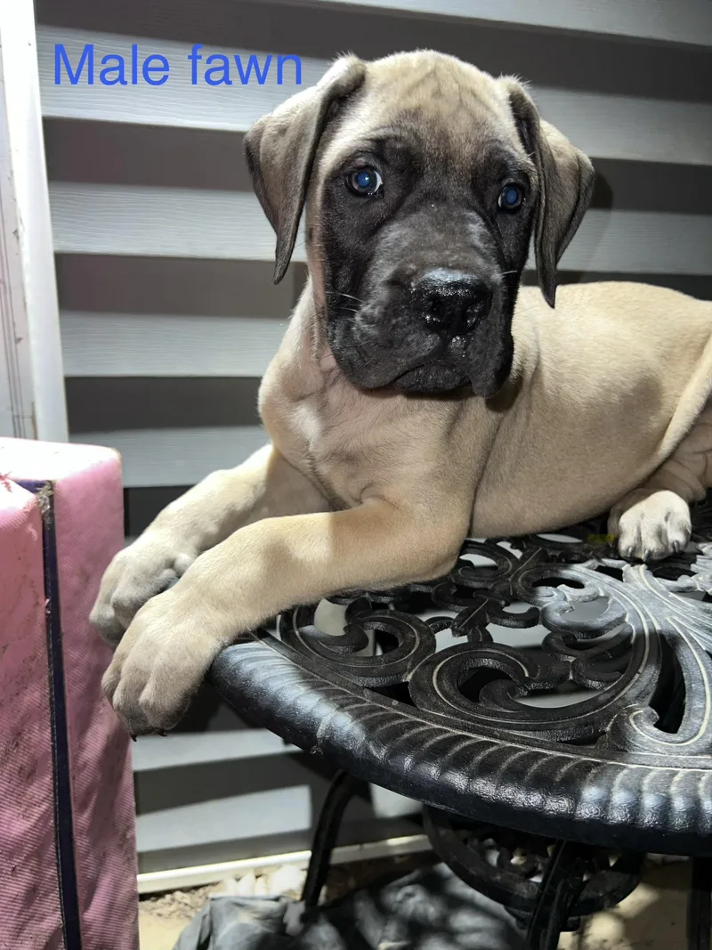 A baby extra large-sized male Yellow / Tan / Blond / Fawn Mastiff dog named Winston for adoption in Potomac, MD