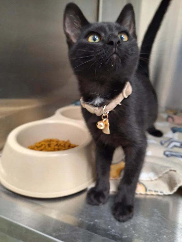 A baby small-sized male Domestic Short Hair cat named Leo for adoption in Noble, OK