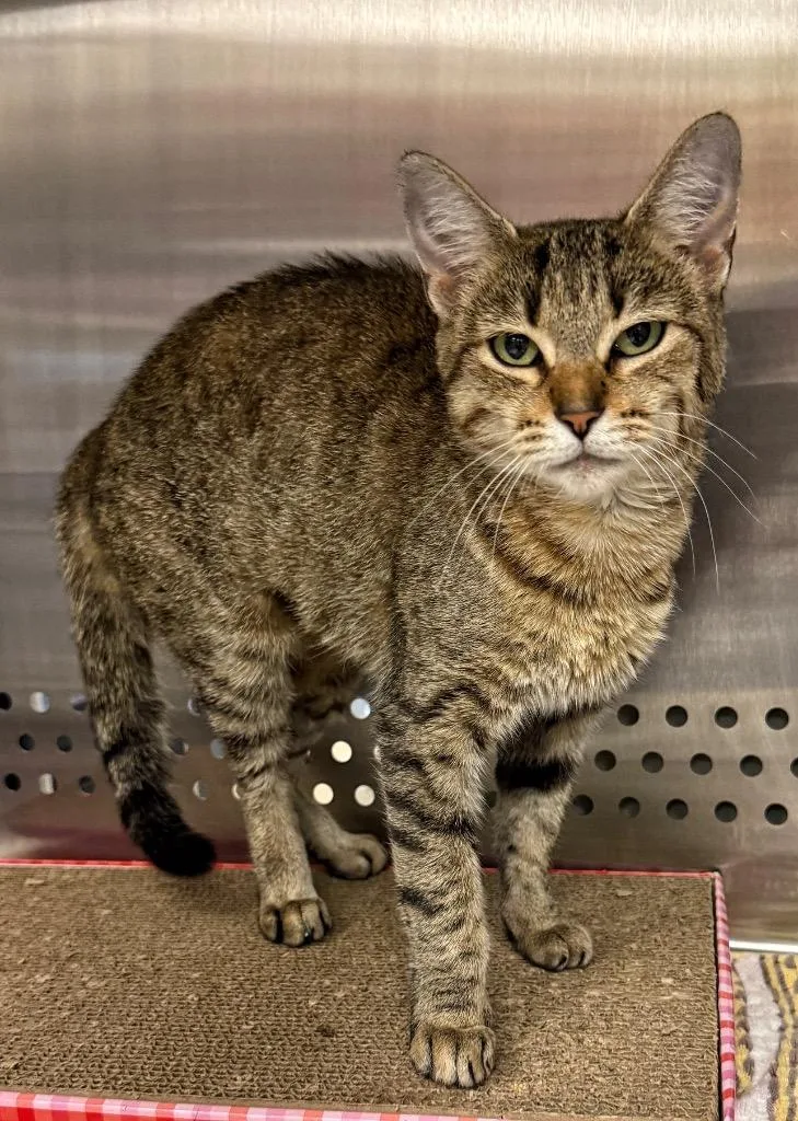 An adult medium-sized female Domestic Short Hair cat named Mamakie for adoption in Columbia, TN