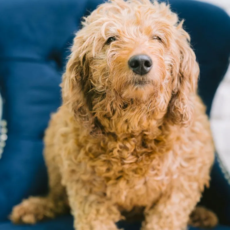 An adult medium-sized female Goldendoodle dog named Faith for adoption in Zionsville, IN
