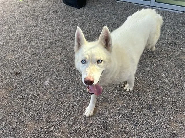 Oso