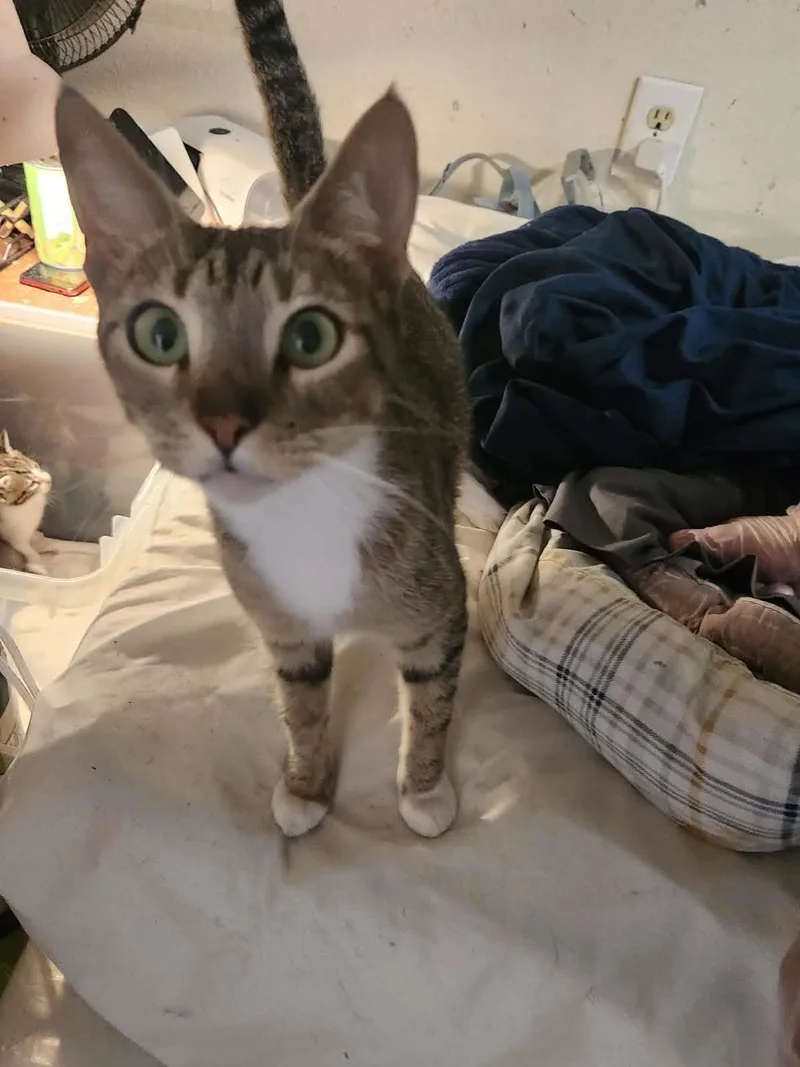 An adult medium-sized female Domestic Short Hair cat named Comfort for adoption in Lincoln, CA