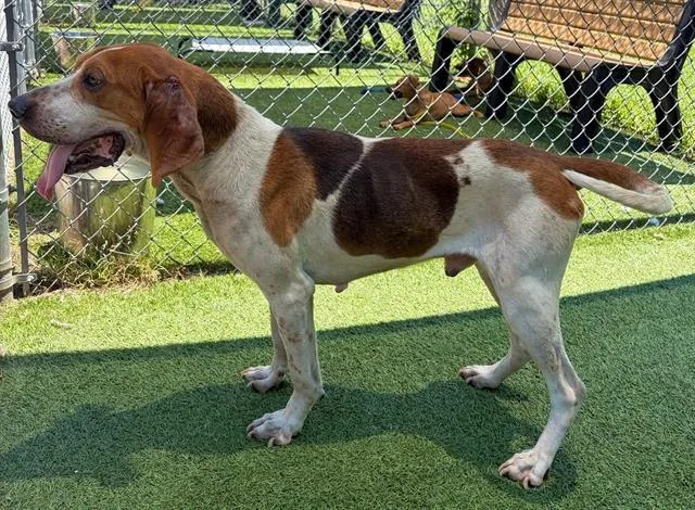 An adult medium-sized male Mixed Breed dog named Utah for adoption in Columbia, SC