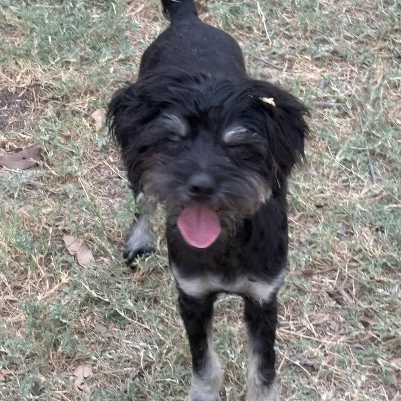 A baby small-sized male Tricolor (Brown, Black, & White) Terrier dog named Teddy for adoption in Mcallen, TX