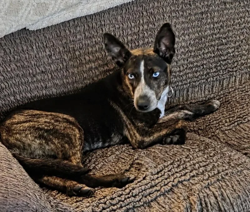 Bluey