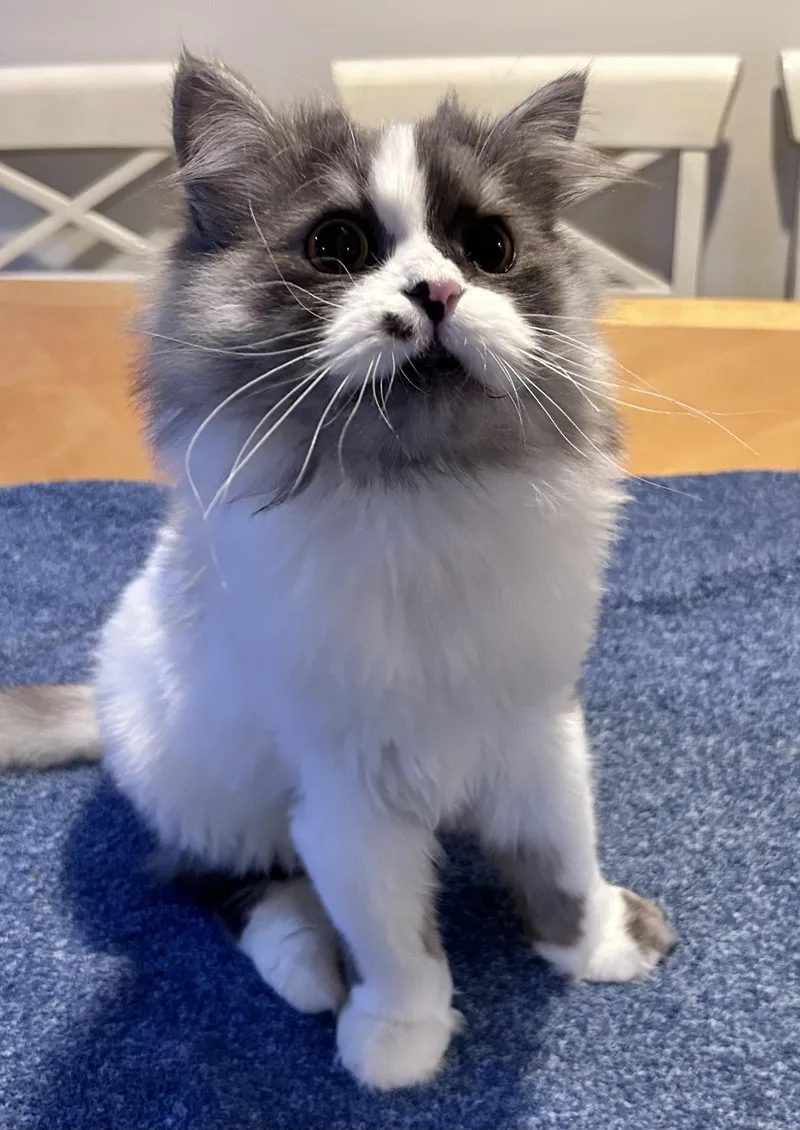 A young large-sized male Gray / Blue / Silver Ragdoll cat named Yaso for adoption in Allentown, NJ