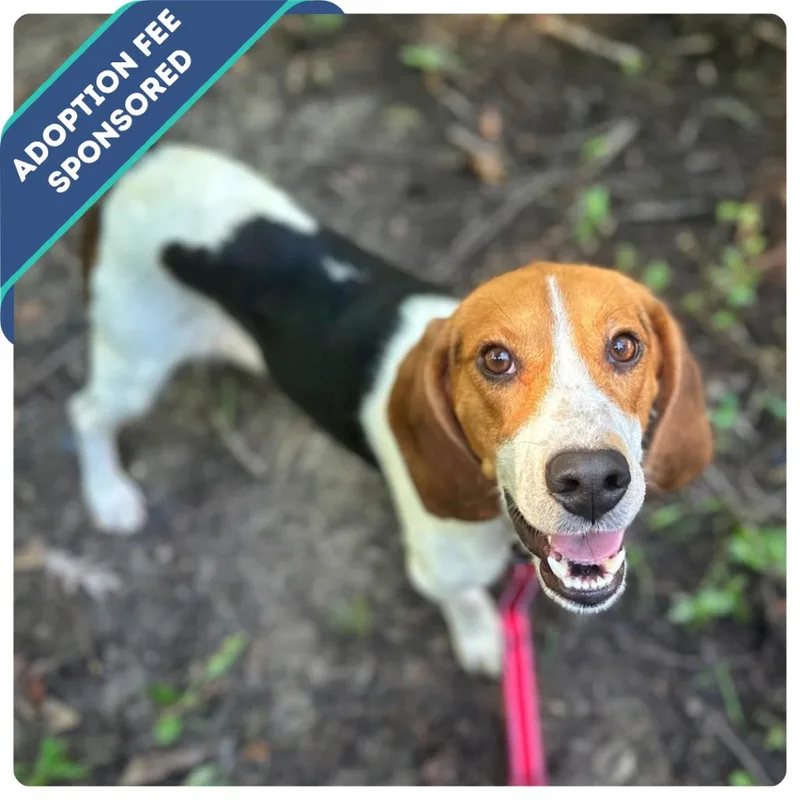 An adult medium-sized male Yellow / Tan / Blond / Fawn Mixed Breed dog named Fern for adoption in Fredericksburg, VA