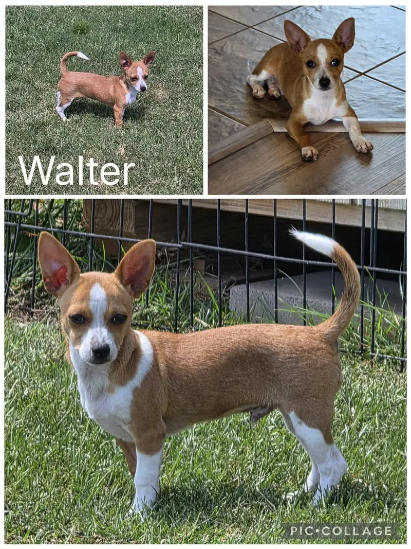 A young small-sized male Chihuahua dog named Wally for adoption in Enterprise, AL