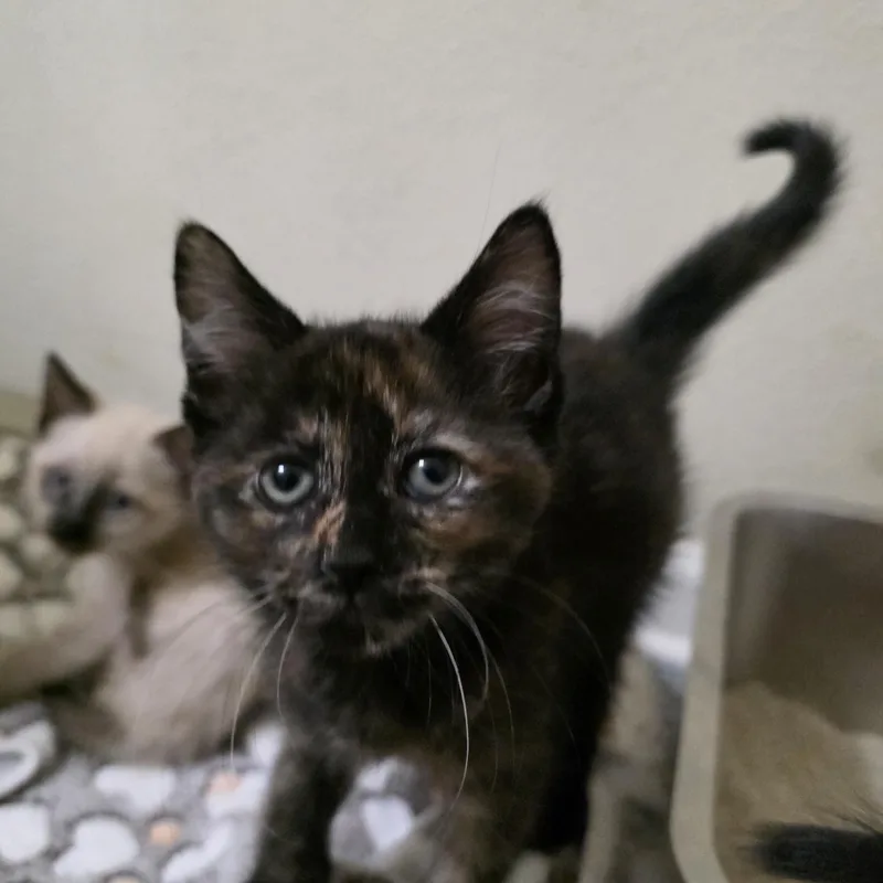 Cherry Blossom thumbnail 2