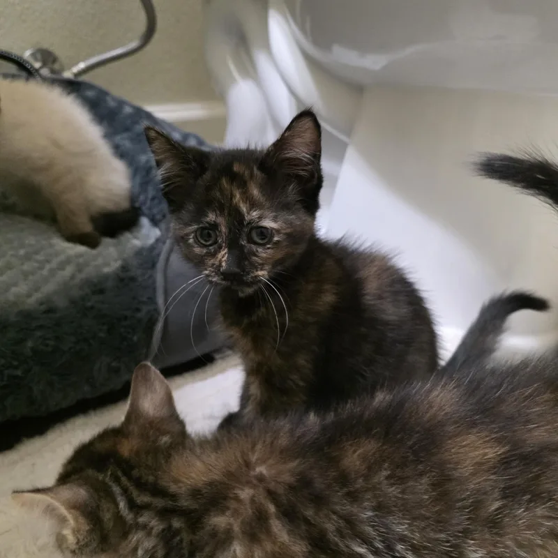 Cherry Blossom thumbnail 3