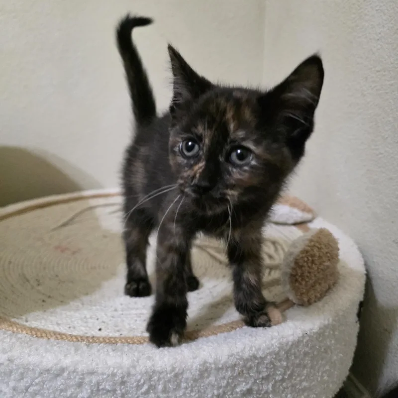 Cherry Blossom thumbnail 4