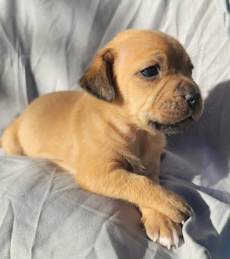 A baby medium-sized female Terrier dog named Tot for adoption in Grand Bay, AL
