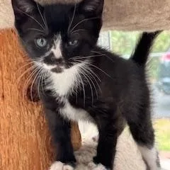 A baby medium-sized female Domestic Short Hair cat named Pickles & Relish for adoption in Mayfield, NY