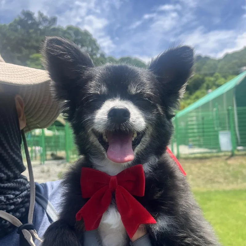 An adult small-sized female Black Pomeranian dog named Autumn" for adoption in Springfield, VA