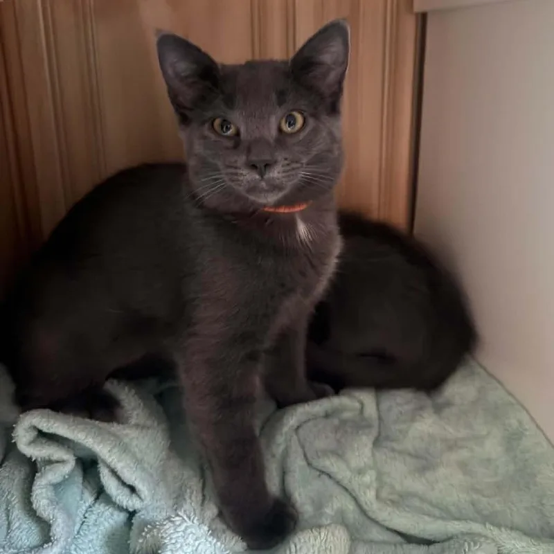 A baby small-sized female Gray / Blue / Silver Russian Blue cat named Hoffman for adoption in Eagle Mountain, UT