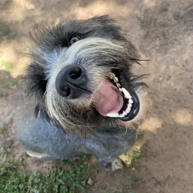 A young small-sized male Black Rat Terrier dog named Jaime for adoption in Stillwater, OK