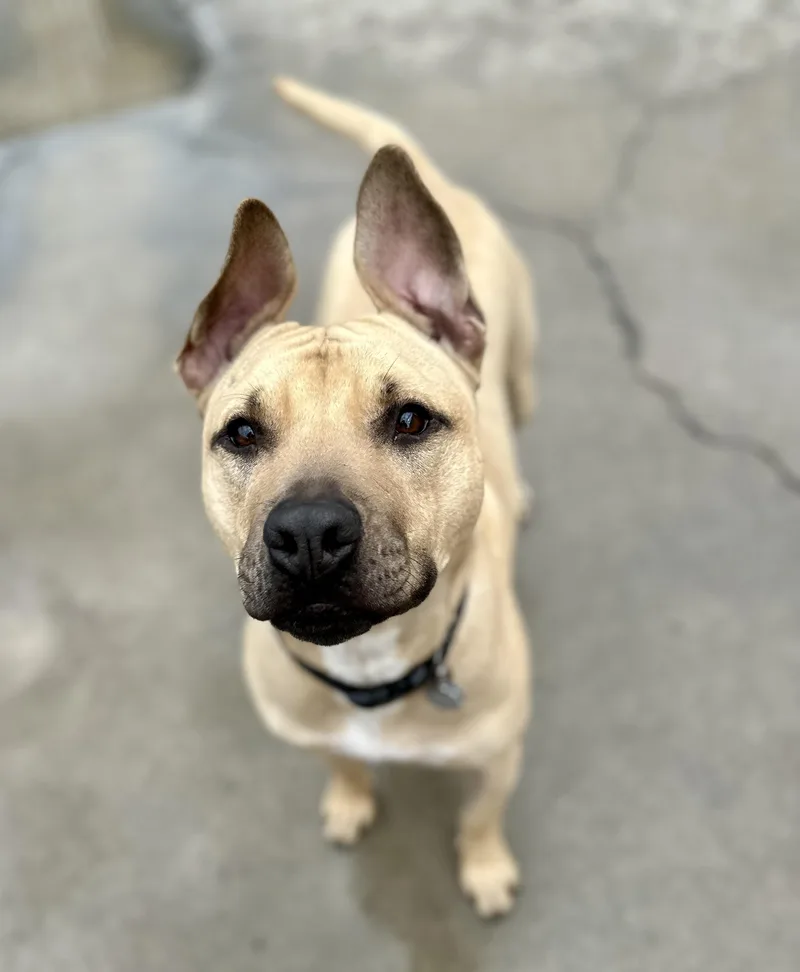 Daffodil thumbnail 2