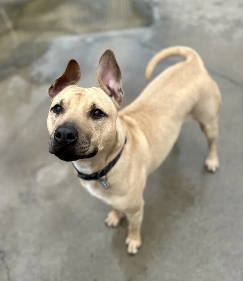 Daffodil thumbnail 5