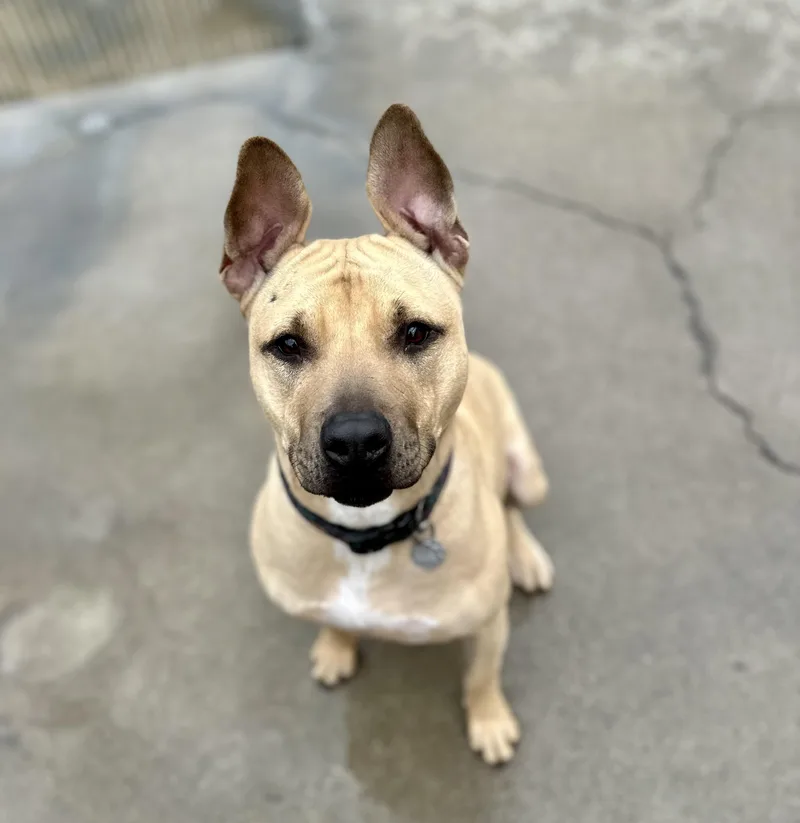 Daffodil thumbnail 6