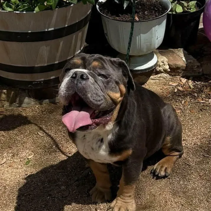 An adult medium-sized male Tricolor (Brown, Black, & White) English Bulldog dog named Hank for adoption in Williston, VT