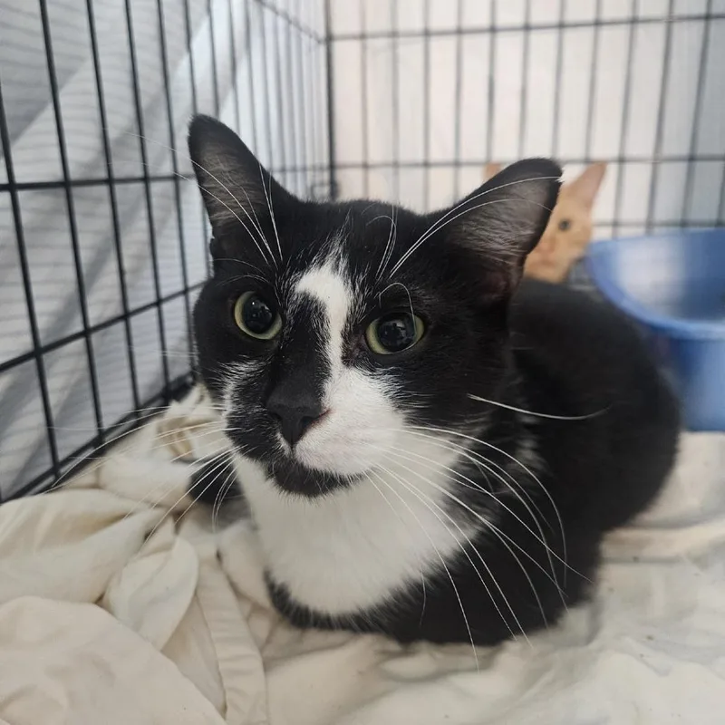 A young medium-sized male Domestic Short Hair cat named Vincent for adoption in Tacoma, WA