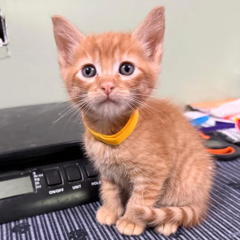 Yellow Orange thumbnail 2