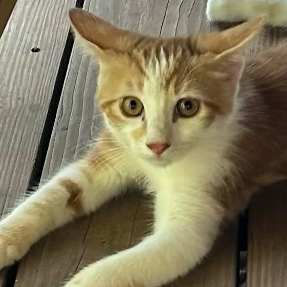 A baby small-sized male Domestic Short Hair cat named Pewee for adoption in Sedalia, MO