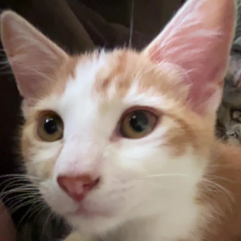 Pewee thumbnail 2