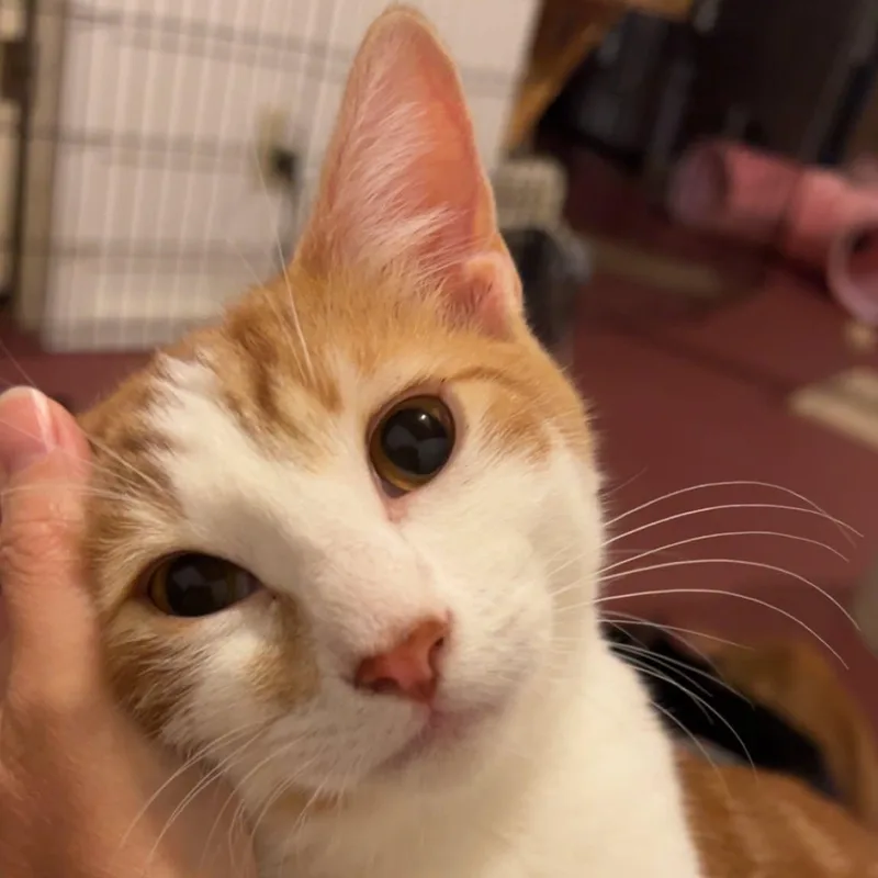 Pewee thumbnail 4
