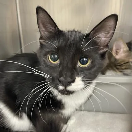 A young small-sized female Domestic Medium Hair cat named Myrtle for adoption in Wheaton, IL