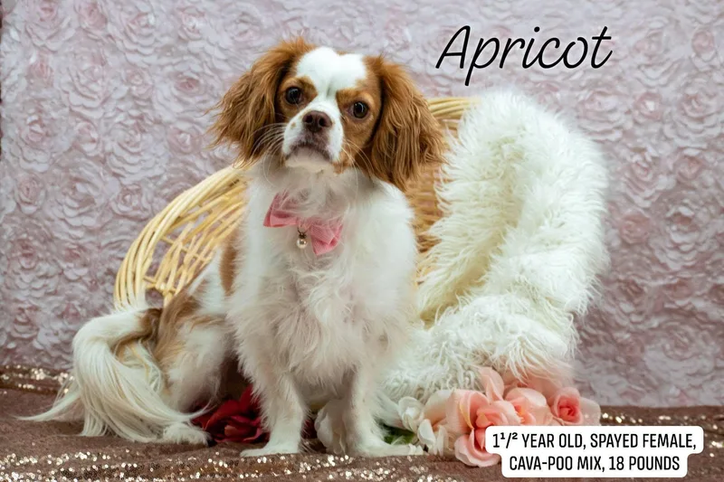 A young small-sized female Yellow / Tan / Blond / Fawn Cavapoo dog named Apricot for adoption in Sevierville, TN