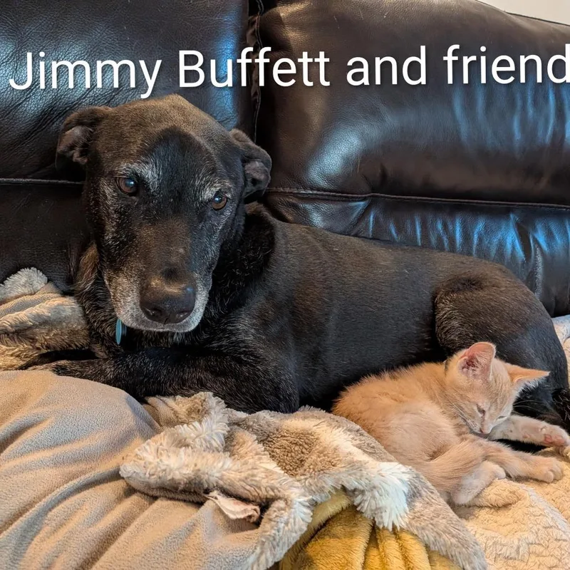 Jimmy 'Buff'ett thumbnail 4