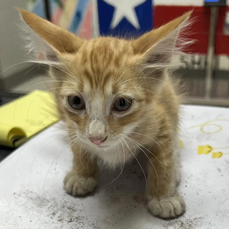 A baby small-sized male Domestic Medium Hair cat named Raspberry for adoption in Lufkin, TX