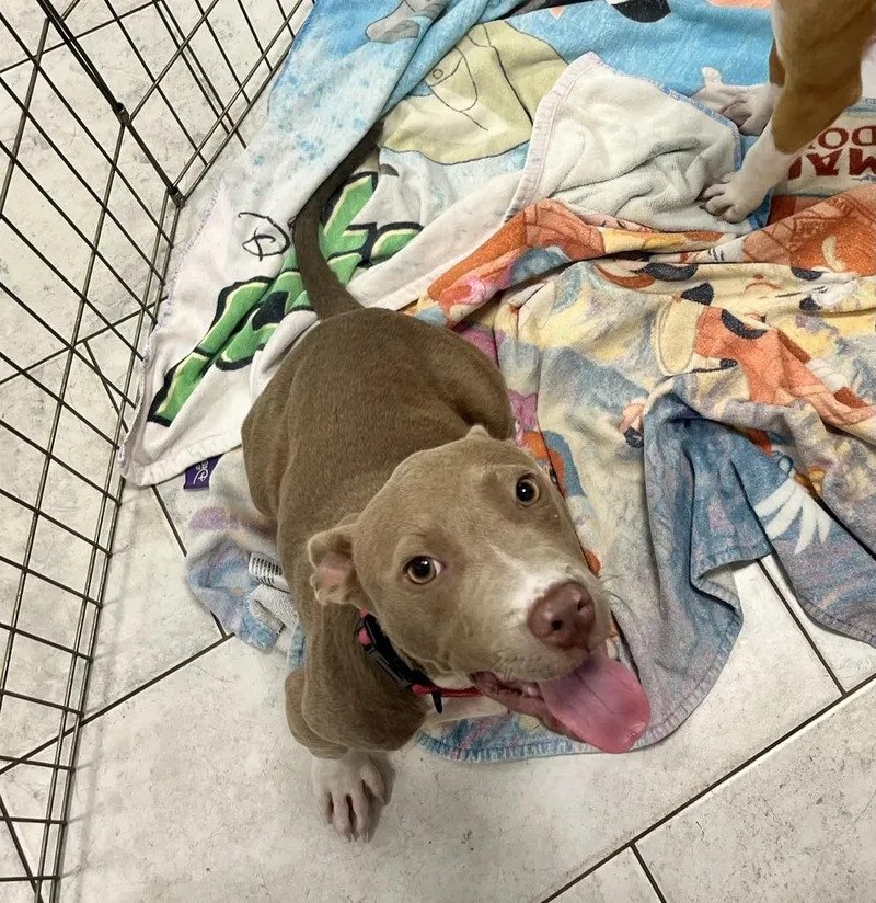 A baby medium-sized female Pit Bull Terrier dog named Jujube for adoption in New Orleans, LA