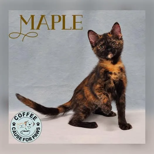A young small-sized female Tortoiseshell Domestic Medium Hair cat named Maple for adoption in Douglas, GA